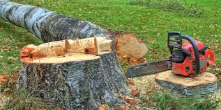 Best Tree Removal Services  in Buckhall, VA